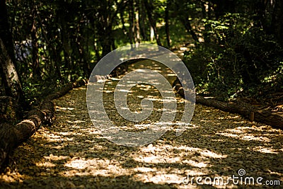 Tourists walk through the forest along the path. Stock Photo