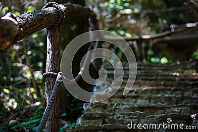 Tourists walk through the forest along the path. Stock Photo