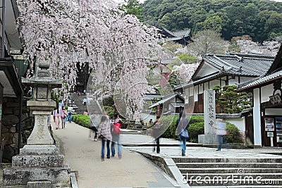 Tourists walking on a flight of stone steps under beautiful cherry blossom trees at the entrance to a shrine in Hasedera Editorial Stock Photo