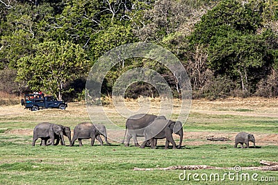 Tourists watch a herd of elephants at Minneriya National Park in central Sri Lanka. Editorial Stock Photo