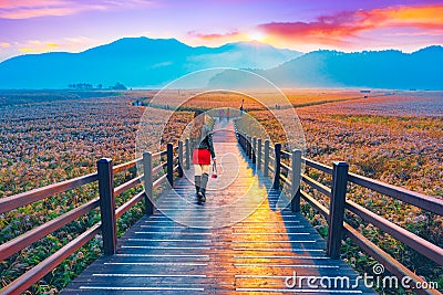 Tourists watch the sunrise at the wooden bridge of Suncheon,South Korea Editorial Stock Photo