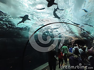 Tourists watch swimming sharks Editorial Stock Photo