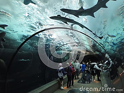 Tourists watch swimming sharks from below Editorial Stock Photo