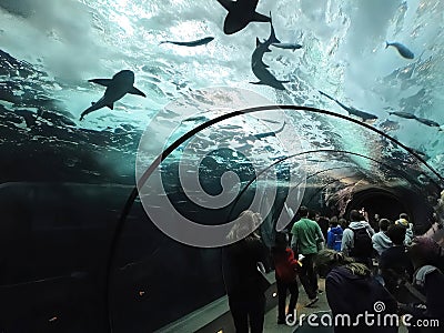 Tourists watch swimming sharks from below Editorial Stock Photo