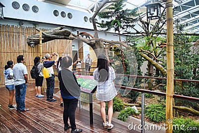 Tourists Watching Red Panda Editorial Stock Photo