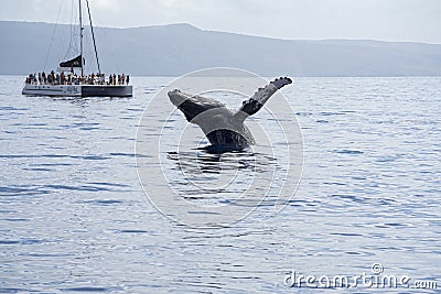 Tourists on whale watching boat as whale breaches Editorial Stock Photo