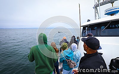 Tourists on a whale watching trip Editorial Stock Photo