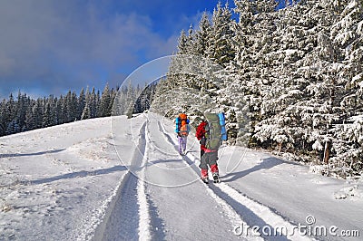 Tourists on wood winter road. Stock Photo