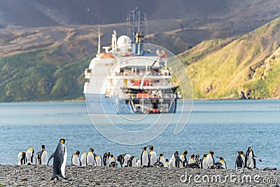 Tourists in zodiacs of an Antarctic expedition ship disembarking in Fortuna Bay on South Georgia, king penguins in the foreground. Stock Photo
