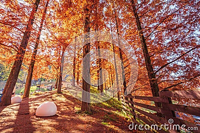 Tove Jansson Akebono Children`s Forest Park in Autumn Stock Photo