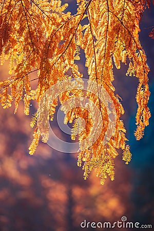 Tove Jansson Akebono Children`s Forest Park in Autumn Stock Photo