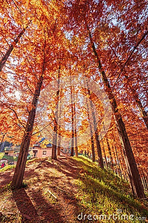 Tove Jansson Akebono Children`s Forest Park in Autumn Stock Photo