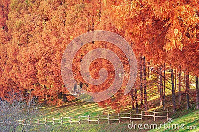 Tove Jansson Akebono Children`s Forest Park in Autumn Stock Photo