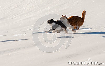 Tow cats run snow fast Stock Photo