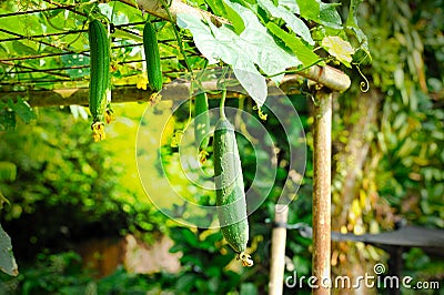 Towel gourd (Luffa acutangula) Stock Photo