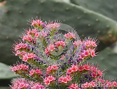 Tower Of Jewels Or Echium Wildpretii In Bloom Stock Photo