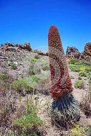 Tower of jewels (Echium wildpretii), Canaries. Stock Photo