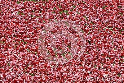 The Tower of London Moat filled with Ceramic Poppies , an art installation named Blood Swept Lands and Seas of Red. Editorial Stock Photo