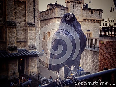 Tower of london raven british history castle Stock Photo