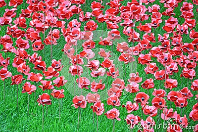 Tower poppies close up Editorial Stock Photo