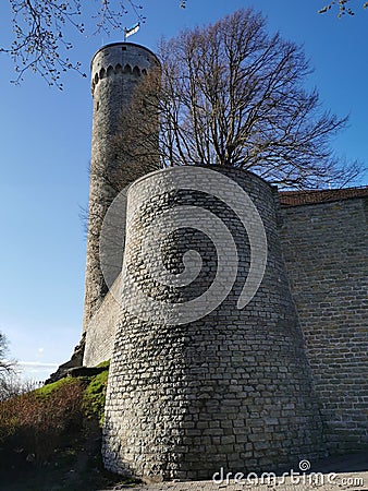 The tower and walls of Toompea Castle from the side of the road, seen through the branches of a tree with growing young leaves Stock Photo