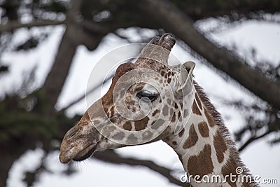 Towering Giraffe (Giraffa camelopardalis) Stock Photo