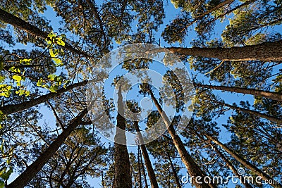 Towering high overhead plantation pine trees converge skyward Stock Photo