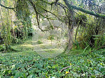 town forest in balikpapan city Stock Photo