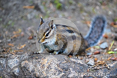 Townsend's Chipmunk Searching for Food Stock Photo