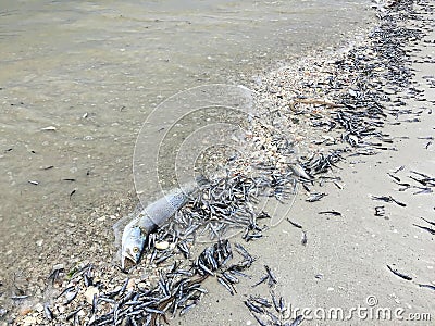 Dead fish on the West Coast of Florida Stock Photo