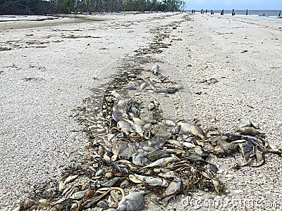 Dead fish on Fort Myers Beach Stock Photo