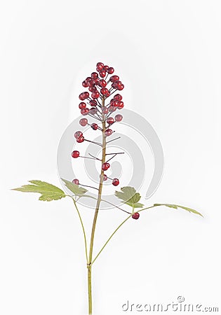 Toxic Baneberries - Actaea rubra Stock Photo