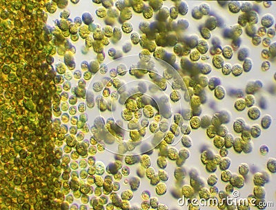 Toxic gold algae in algal bloom Stock Photo