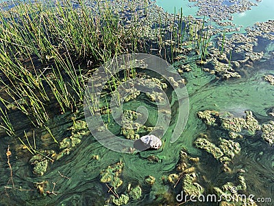 Toxic green algae Stock Photo