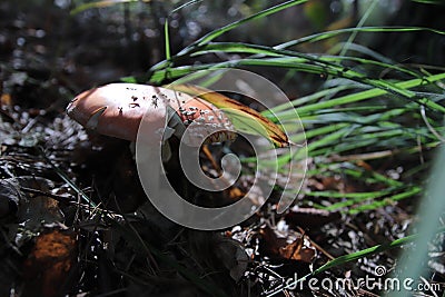 Toxic and hallucinogen mushroom Fly Agaric in grass on autumn forest Stock Photo