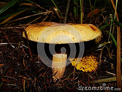 Brown Roll Rim, Poison Pax or Common Roll Rim Paxillus involutus poisonous mushroom in summer forest. Autumn weird mushroom Stock Photo