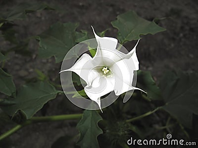 Toxic plant of Datura stramonium Stock Photo