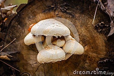 Toxic white and brown mushrooms growing on the faded tree Stock Photo