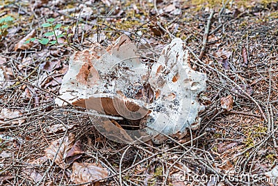 Toxic white fungus in a coniferous forest, Germany Stock Photo