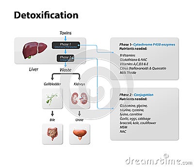 Toxins, liver. Process of Detoxification and elimination. Enter, exit, and store of toxins in humans body. A toxin is a poisonous Stock Photo