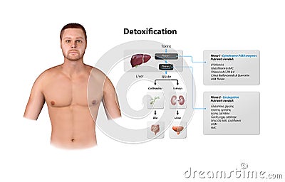 Toxins, liver. Process of Detoxification and elimination. Enter, exit, and store of toxins in humans body. A toxin is a poisonous Stock Photo