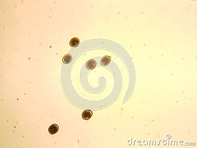 Toxocara cati egg under the microscope Stock Photo