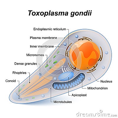 Toxoplasma gondii Vector Illustration