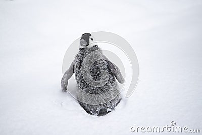 Toy baby penguin sitting in the snow Stock Photo