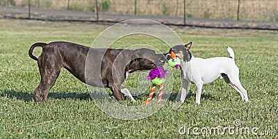 Two Dogs Playing Tug of War in a Pasture Stock Photo