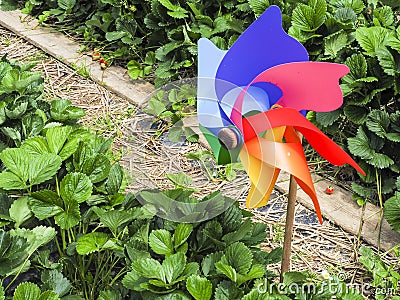 Toy placed in front of a garden to scare away frighten not only birds but wild animals. Stock Photo