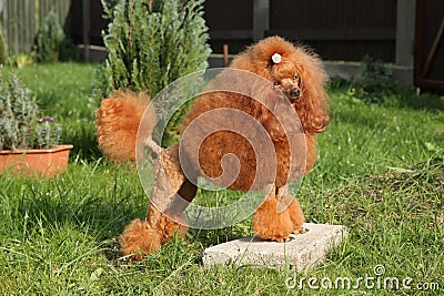 Toy poodle on green grass Stock Photo