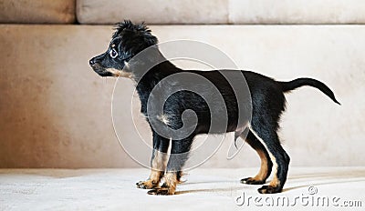 Puppy toy terrier. Russian toy terrier on beige background. Stock Photo