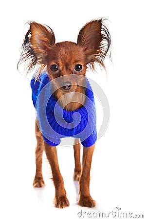 Toy terrier. Russian toy terrier on a white background. Funny li Stock Photo