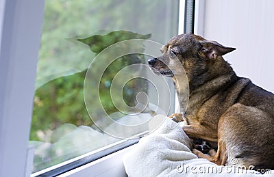 toy Terrier. A small dog is lying on the window looking out at the street. Waiting for his master home Stock Photo